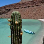 Descubre la Distancia de los Cabos a la Isla Espíritu Santo y Cómo Planificar tu Visita
