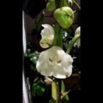 Explorando Santa Ana Springs y la Planta Espíritu Santo en Damoxu Estado de México