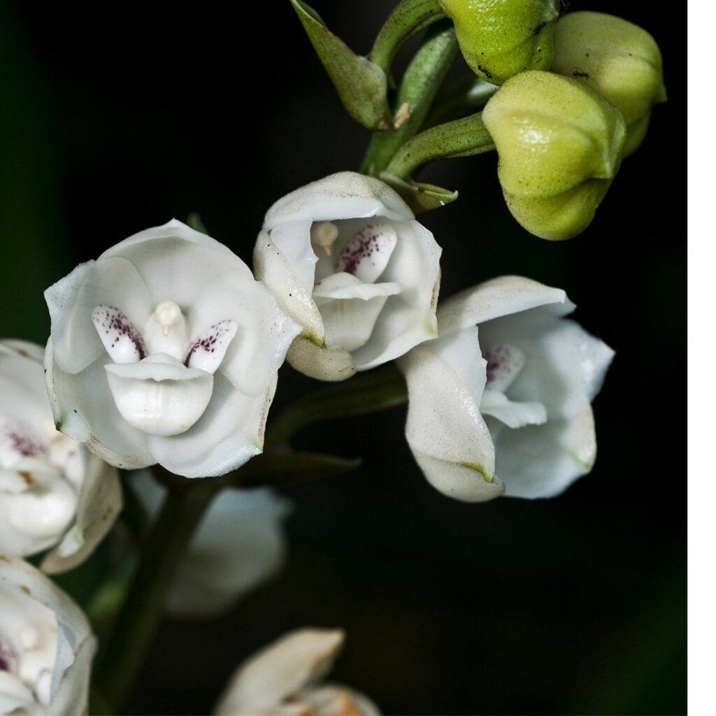 la fascinante flor del espiritu santo peristeria elata y su importancia como flor nacional 1