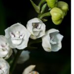 La Fascinante Flor del Espíritu Santo Peristeria Elata y su Importancia como Flor Nacional