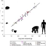 ADN Humano/Chimpancé: ¿Evidencia de Evolución?