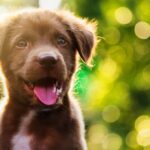 ¿Mascotas en el Cielo?  La Creencia y la Realidad