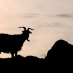 Significado de Azazel - El Chivo Expiatorio Explicado